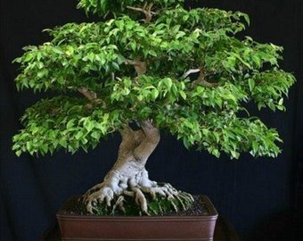 Benjamin Ficus Bonsai Tree - Ficus bejamina - Rare Bonsai Tree