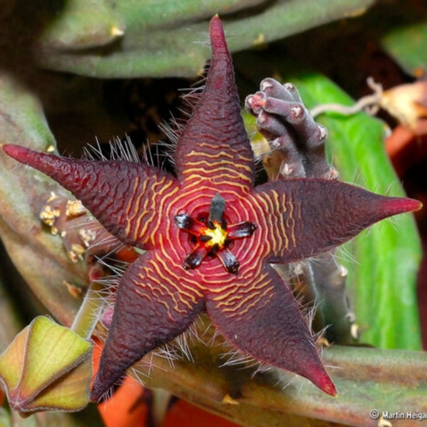 Evergreen Starfish - Stapelia kwebensis - Rare 'Succulent' Seeds - Cryptanthus bromeliads, Red-Yellow, Earth Stars, Starfish Plants