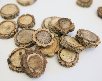 Cork Branch Slices - Dried Botanicals - Natural Oak Slices - Wooden Slices - Home Decor - Terrarium Decoration - Reptile Enclosure Decor