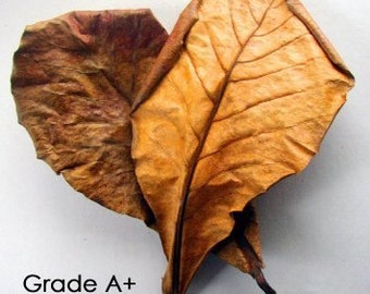 Indian Almond Leaves Premium A+ Grade - Leaves for Reptile Enclosure - Reptile Hide - Terrarium Aquascape - Reptile Amphibian Habitat Decor