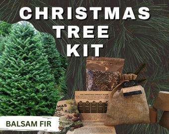 Christmas Tree DIY Grow Kit - Grow Your Own Festive Fir Tree Indoors or Outdoors - Balsam Fir - Abies balsamea
