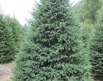 White Spruce Tree - Picea glauca - Christmas Tree