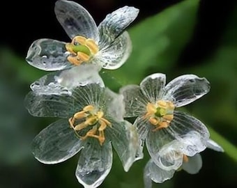 Crystal Skeleton Flower - Diphylleia grayi - Rare Plant Species