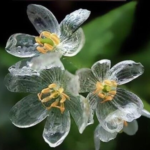 Crystal Skeleton Flower - Diphylleia grayi - Rare Plant Species