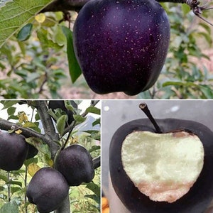 Black Diamond Apfel - Malus heimischa 'Black Diamond' - Seltene Art