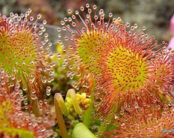 Round Leaved Sundew - Drosera rotundifolia - Rare 'Carnivorous' Seeds - Spoon leaved sundew, Red-Yellow, Dwarf sundew, Droseraceae