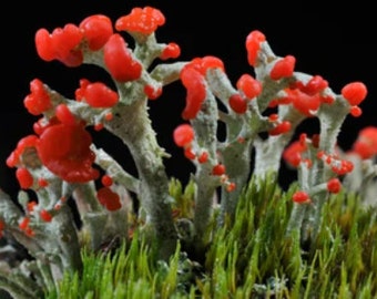 Live British Soldier Lichen - Cladonia Cristatella - Paludarium Decoration - Vivarium Decor - Natural Aquatic Aquascape - Garden Gift