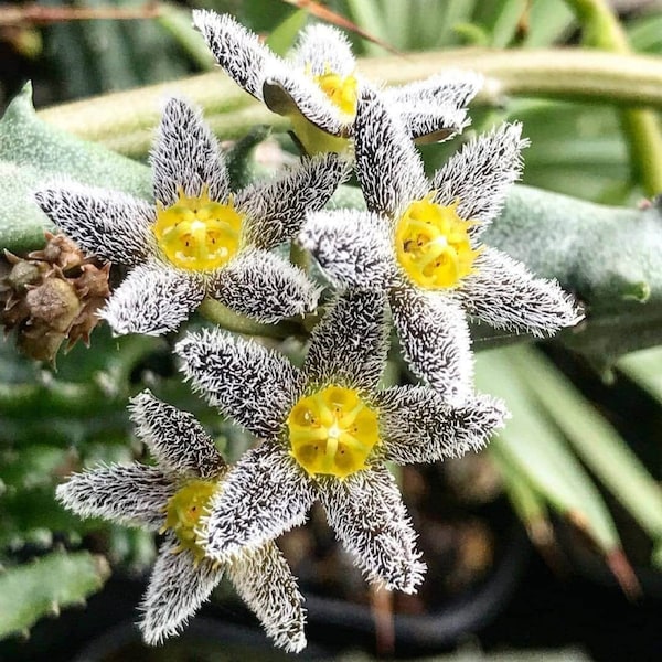 Snowy Bear Carrion Flower Succulent - Caralluma burchardii - Rare 'Succulent' Seeds - White Carrion Flower, African Cactus, Desert Succulent