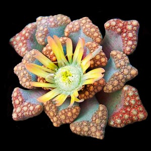 Jewel Plant Titanopsis hugo-schlechteri Rare Succulent Species image 3