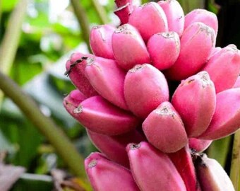 Pink Banana - Musa velutina - Rare Fruit Species