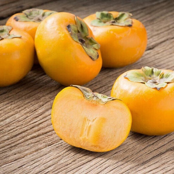 American Persimmon - Diospyros virginiana - Rare Fruit Species