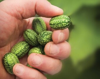 Cucamelon / Baby Watermelon Cucumber - Cucumis sativus - Rare Heirloom Vegetable