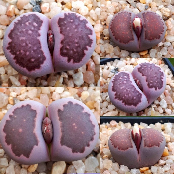 Violet Lithops - Lithops salicola "Sato's violet" - Rare Succulent Species