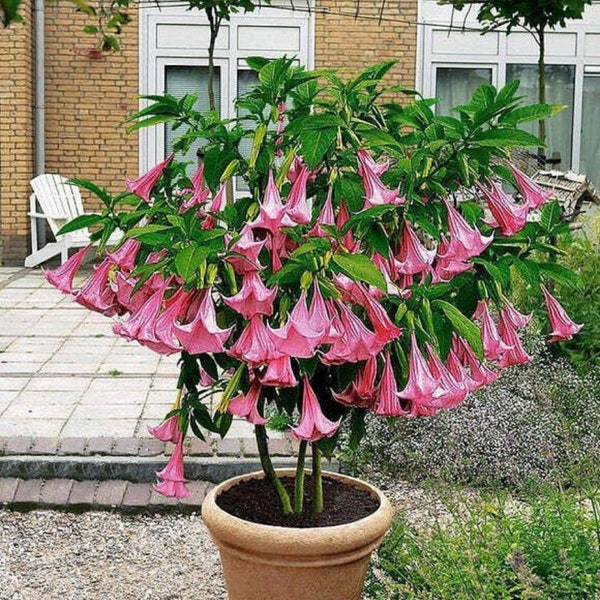 Double Fragrant Pink Angel's Trumpet - Brugmansia suaveolens var. pink - Rare Plant Species