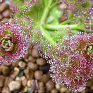 The common name for this is Drosera stolonifera (Leafy Sundew). Other Common names for this Rare Carnivorous Species are: Leafy Sundew: Dewy Pine, Dewy Butterwort. We only sell rare seeds of rare plants.