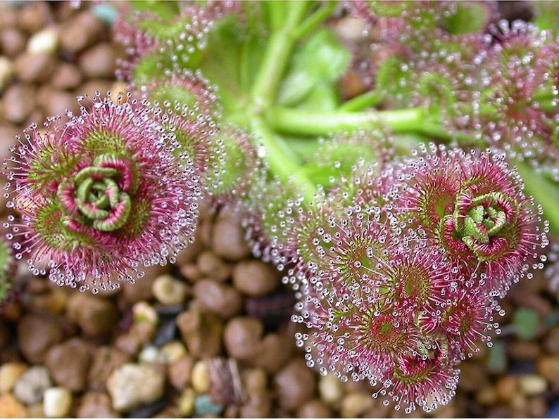 The common name for this is Drosera stolonifera (Leafy Sundew). Other Common names for this Rare Carnivorous Species are: Leafy Sundew: Dewy Pine, Dewy Butterwort. We only sell rare seeds of rare plants.