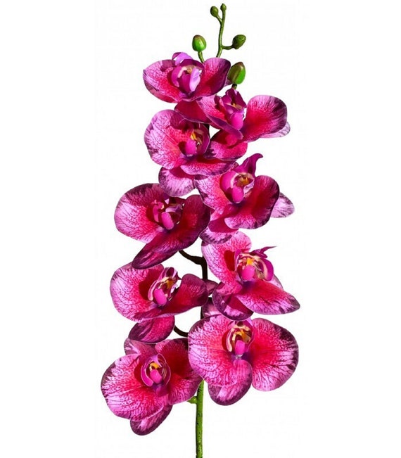 Orchidea falena naturalistica Phalaenopsis Sentirsi come vere orchidee  Piante artificiali Decorazione naturale per terrari, vivai e acquari -   Italia