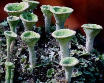 Live Pixie Cup Lichen - Cladonia sp - Whimsical Terrarium Decor - Vivarium Decor - Fairy Garden - Woodland Moss - Reptile Decor - Live Moss