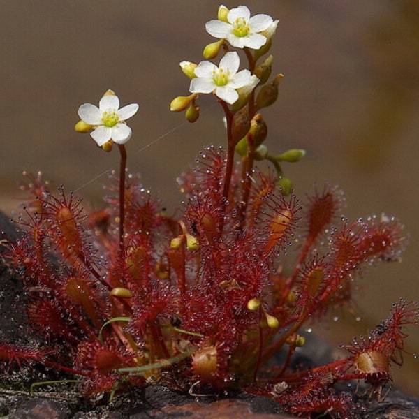 Lepelbladzonnedauw - Drosera intermedia - Zeldzame vleesetende soort