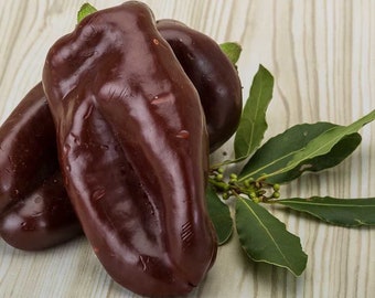Sweet Chocolate Bell Pepper - Pachyrhizus erosus - Rare Heirloom Vegetable