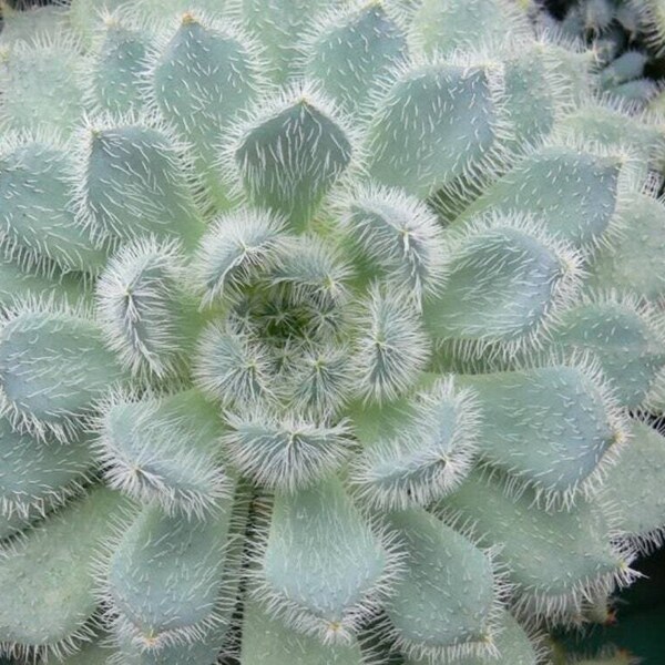 Frosted and Fuzzy Echeveria - Echeveria setosa f. minor - Rare Succulent Species