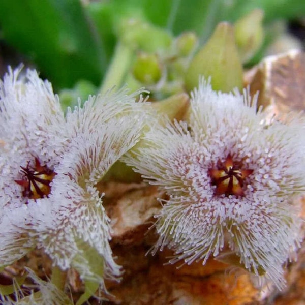 Grandular Star Flower - Stapelia glandulifora - Rare Cactus Species