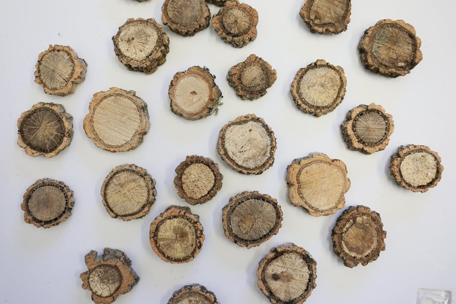 Cork Branch Slices Etsy