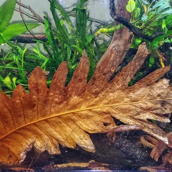 Oakleaf Fern Leaves - Vivarium Decor - Terrarium Decor - Long-Lasting Moss - Reptile Hide - Aquarium Decor - Large Display Tank Accent