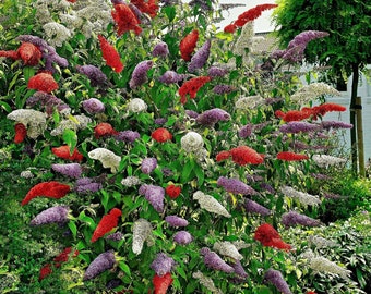 Butterfly Bush - Buddleja davidii - Rare Plant Species