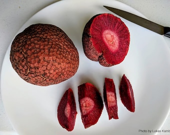 African Red Peach - Nauclea latifolia - Rare Fruit Species