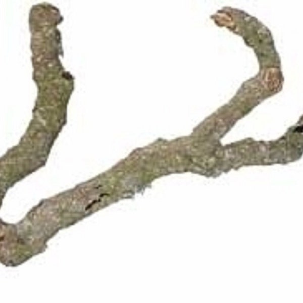 Cork Branches Extra Thick - Cork Tree Branch - Reptile Enclosure Wood - Wood for Reptiles - Wood for Snake - Reptile Enclosure Decor