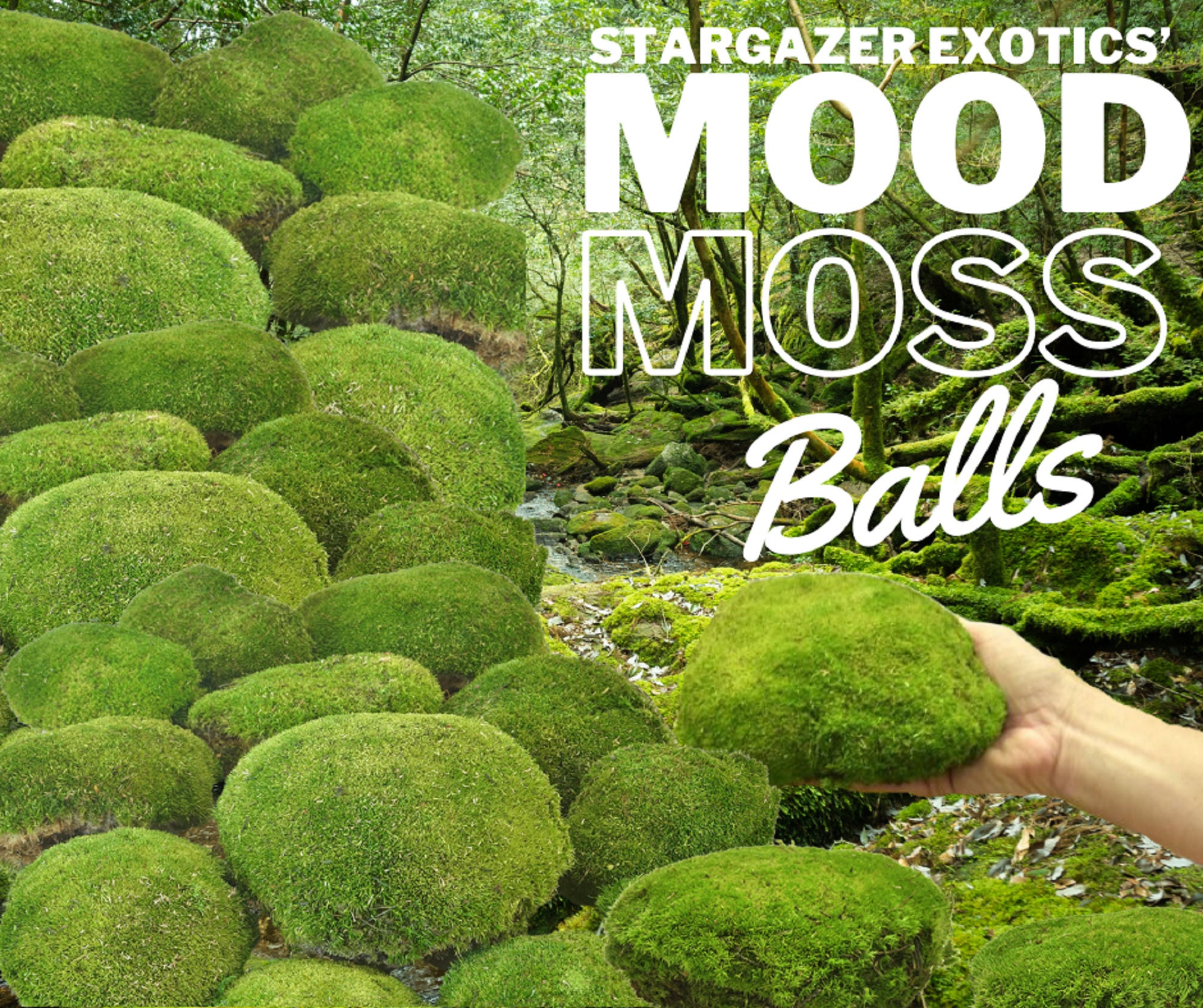 NEW GREEN MOSS Balls, 4/6/8/ Decorative Balls, Greenery Decor