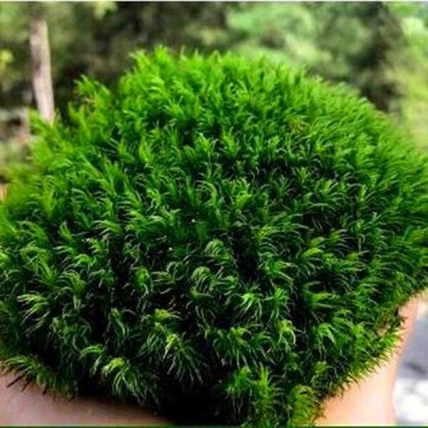 Live Mood Moss - Thick Lush Carpeting - Reptile Decor - Vivarium Decor - Aviary Decoration - Beautiful Aquascape - Moss Art - Preserved Moss