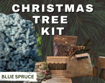 Christmas Tree DIY Grow Kit - Grow Your Own Festive Pine Fir Tree Indoors or Outdoors - Blue Spruce - Picea pungens