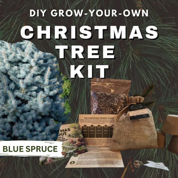 Christmas Tree DIY Grow Kit - Grow Your Own Festive Pine Fir Tree Indoors or Outdoors - Blue Spruce - Picea pungens