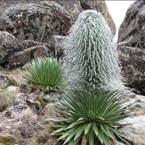 The common name for this is Lobelia telekii (Hairy Man Cactus).Other Common names for this  Rare Cactus Species are: Hairy Man Cactus: Old Man Cactus, Cephalocereus senilis. We only sell rare seeds of rare plants.