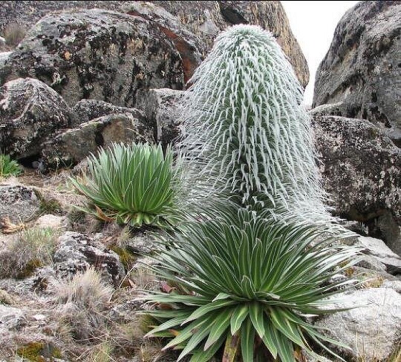 The common name for this is Lobelia telekii (Hairy Man Cactus).Other Common names for this  Rare Cactus Species are: Hairy Man Cactus: Old Man Cactus, Cephalocereus senilis. We only sell rare seeds of rare plants.