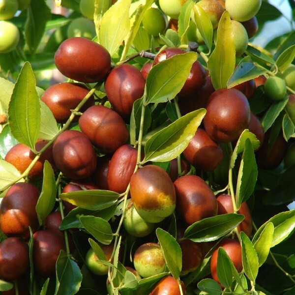 Dates de jujube rouge chinois - Ziziphus Jujuba - Graines rares de « fruits » - fruit de jujube, date coréenne, brun-vert, date indienne, jujube chinois