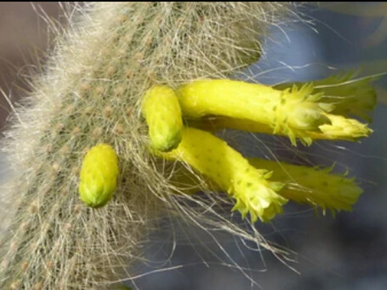 The common name for this is Cephalocleistocactus ritteri (Ritter Cactus).Other Common names for this  Rare Cactus Species are: Ritter Cactus: Rat tail cactus, Mistletoe cactus. We only sell rare seeds of rare plants.