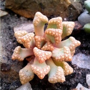 Jewel Plant Titanopsis hugo-schlechteri Rare Succulent Species image 2