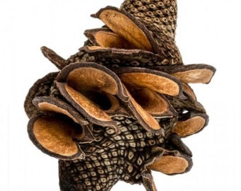 Australian Banksia Firewood Pod - Woody Banksia - Menziesii Cone - Decorative Cone - Dried Botanicals - Terrarium Decor - Fish Tank Decor