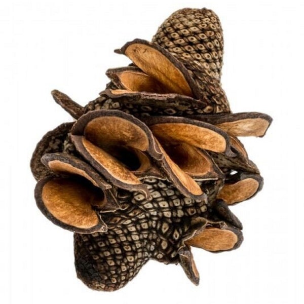 Australian Banksia Firewood Pod - Woody Banksia - Menziesii Cone - Decorative Cone - Dried Botanicals - Terrarium Decor - Fish Tank Decor