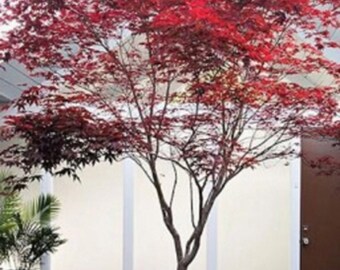 Redleaf Maple Tree - Acer palmatum atropurpureum - Tree Seeds