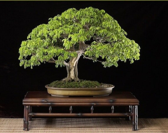 Rain Bonsai Tree Albizia Saman Rare Bonsai Tree Etsy Israel 