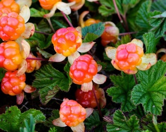 Cloudberry - Rubus chamaemorus - Rare 'Fruit' Seeds - Knotberry, Pink-Yellow, Mountain Berry, Mutuba, Yellowberry, Reindeer Berry