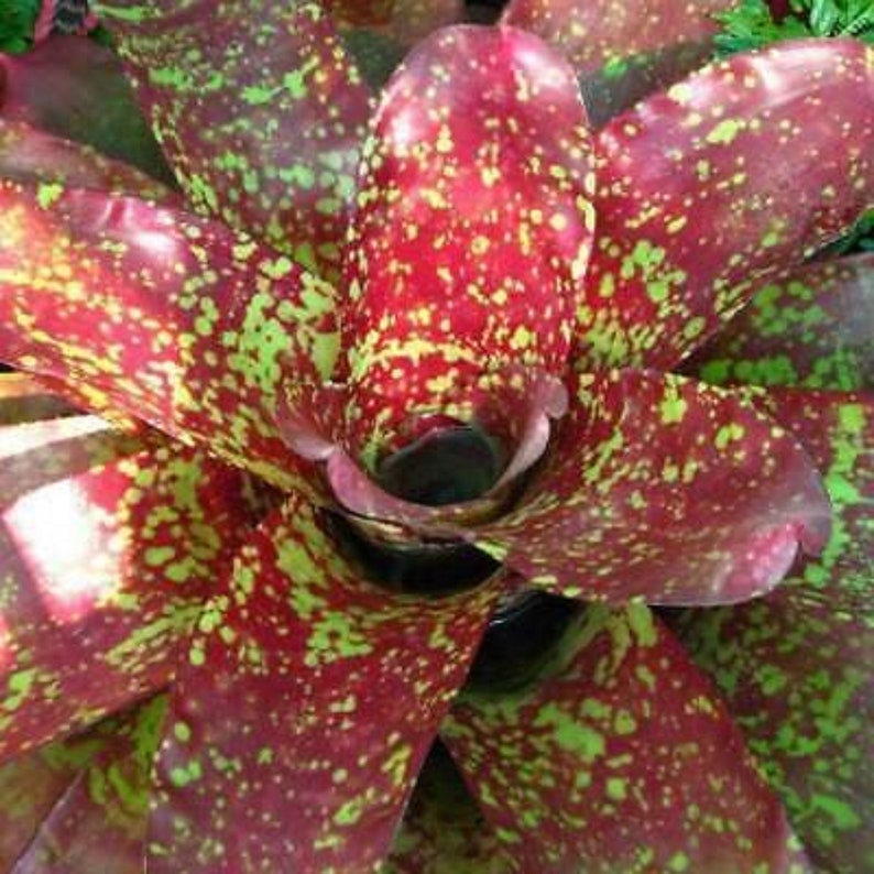 The common name for this is Neoregelia sp. Justin song (Justins Song Bromeliad). Other Common names for this Rare Bromeliad species are: Justins Song Bromeliad: Vriesea Hieroglyphica , Painted Feather. We only sell rare seeds of rare plants.