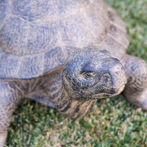 Realistic fiber cement turtle statue available in two sizes, small 14 inch and huge 34 inch life size. Handcrafted with intricate details, the design resembles a sea turtle or tortoise with a textured shell and natural stone-like finish. Perfect for outdoor display in gardens, patios, entryways, or zen spaces, this rustic sculpture is durable, weather resistant, and eco-friendly. A striking yard art figurine and unique gift for turtle lovers and garden enthusiasts.
