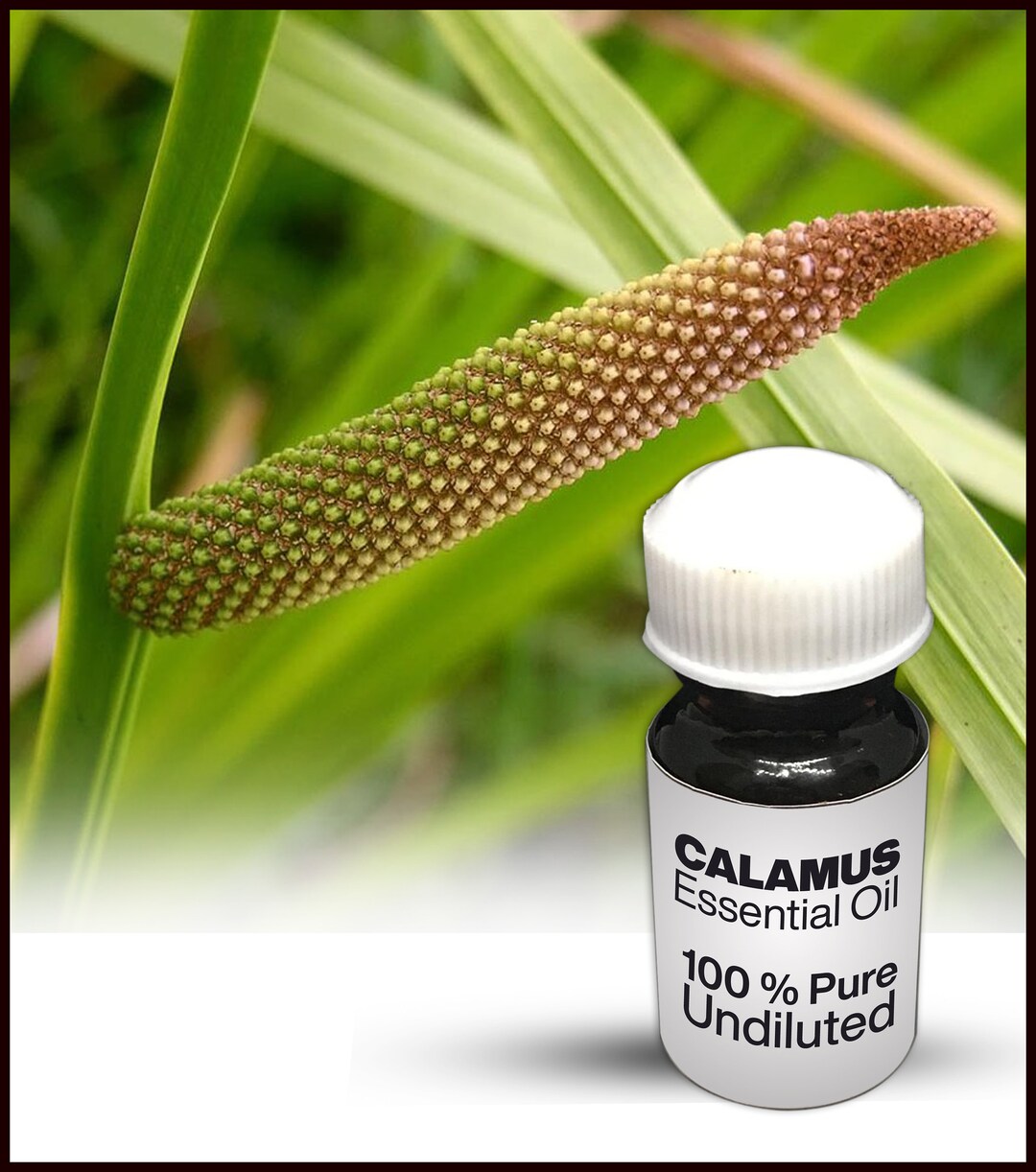 Natural Calamus Oil / 100 Pure Calamus Essential Oil Premium Etsy