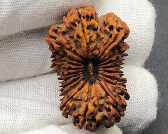 19 Mukhi Rudraksha From Nepal 30.34mm 2.87 Grams IGL Certified Bead Original & Geniune Bead.