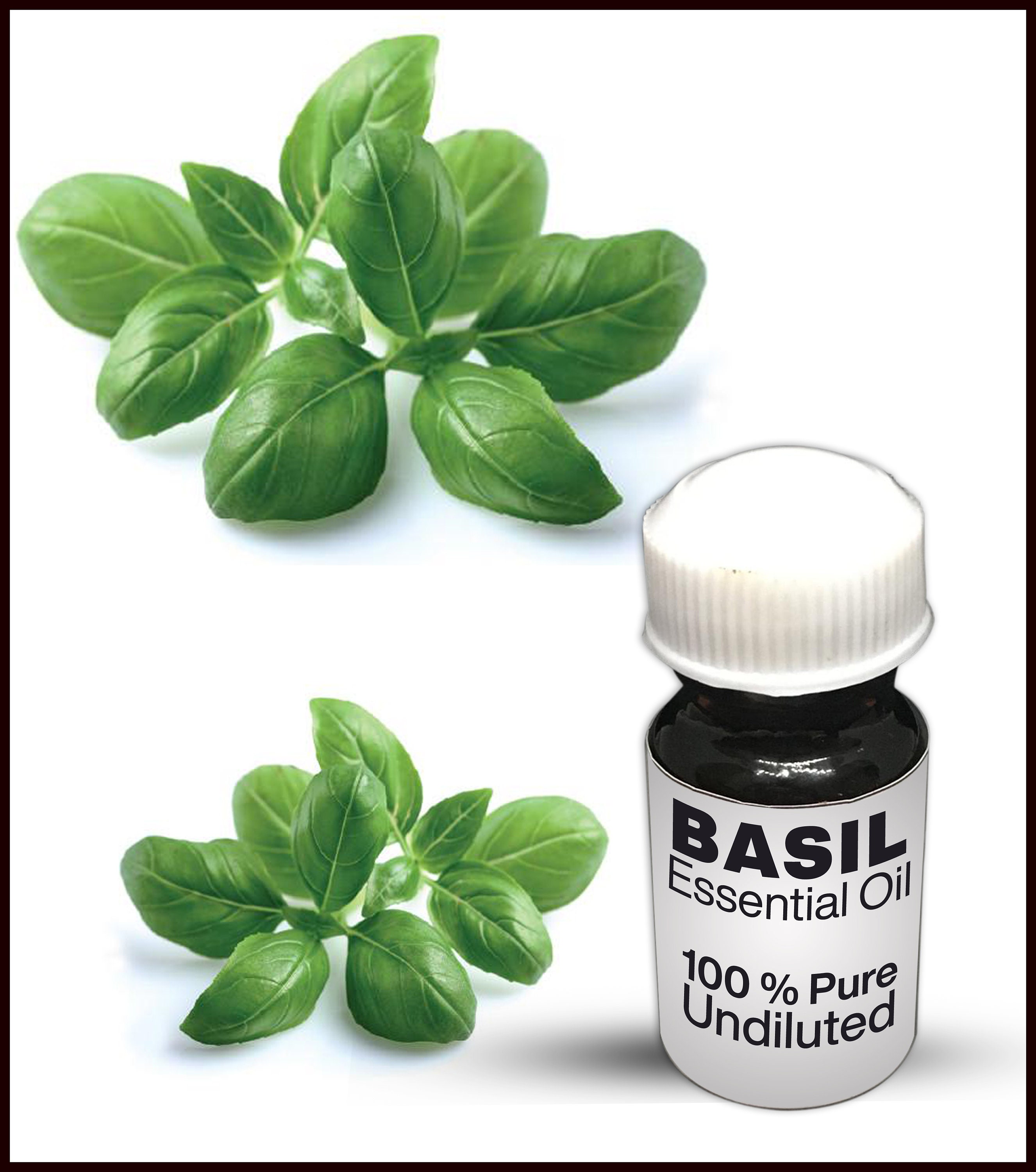 Basil Essential Oil / 100 Pure Basil Essential Oil Premium Etsy UK